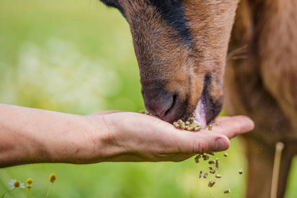 قیمت مکمل دامی پرواری + خرید باور نکردنی